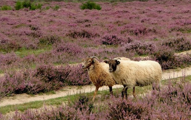 Limburgs wool