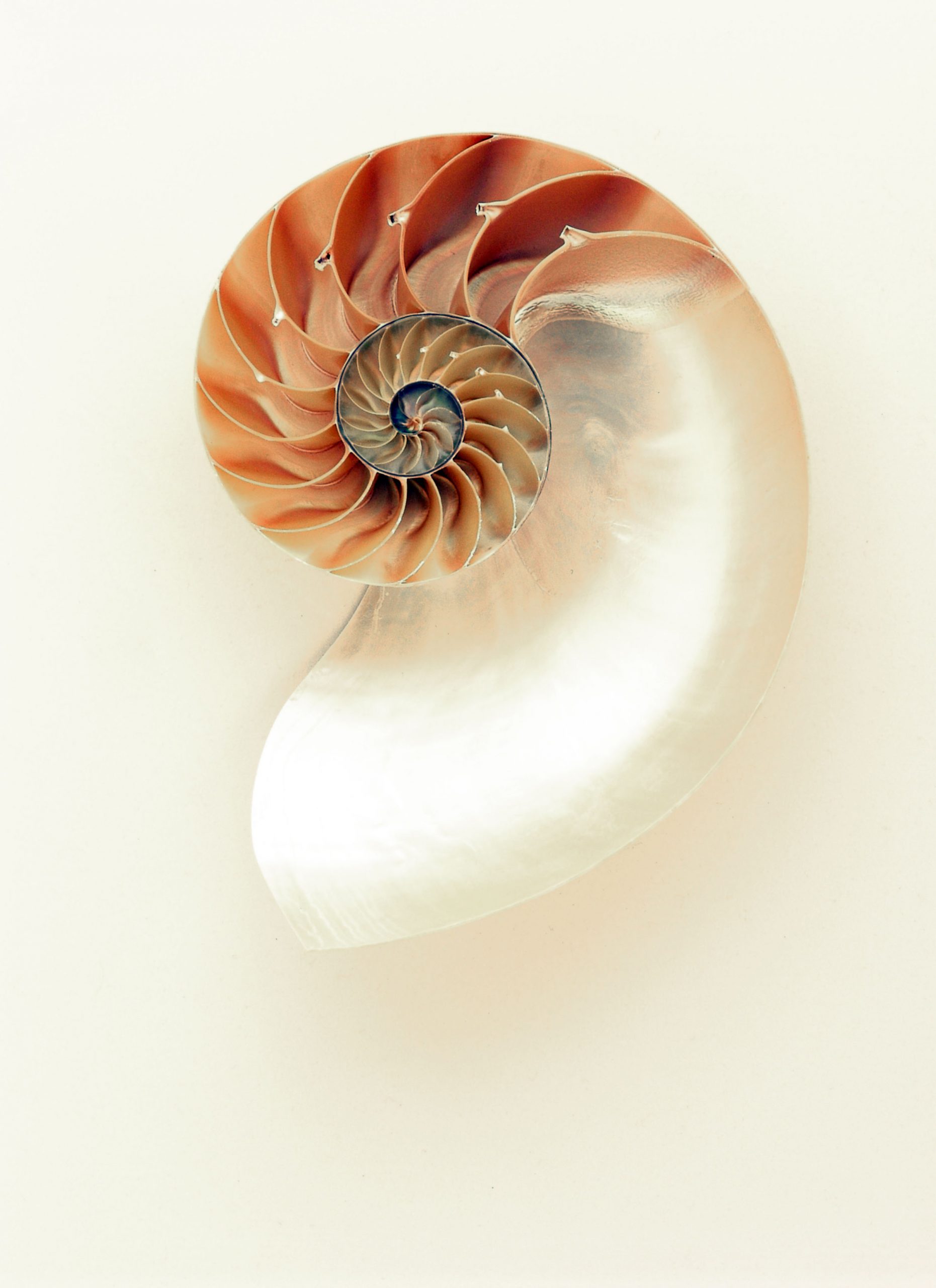 Pleated Sea Shell